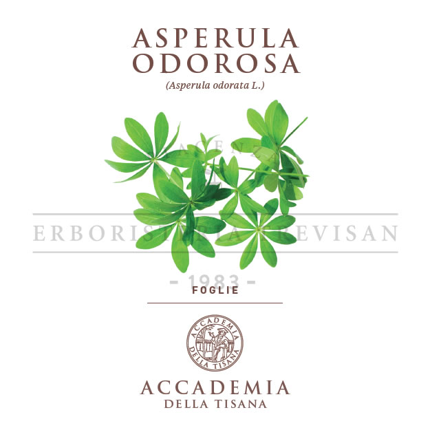 Asperula
