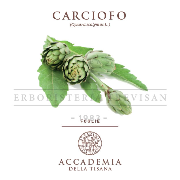 Carciofo foglie