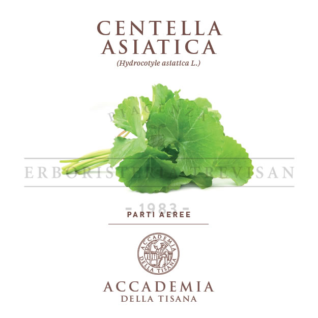 Centella asiatica