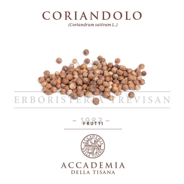 Coriandolo frutti