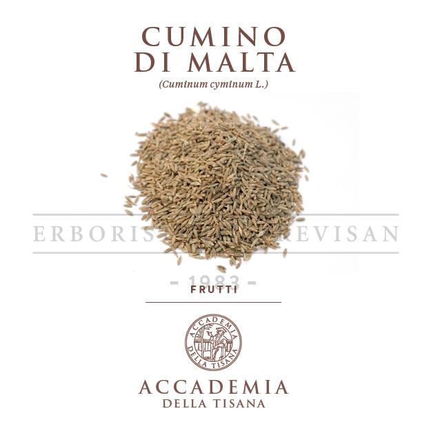 Cumino