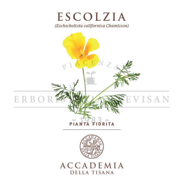 Escolzia