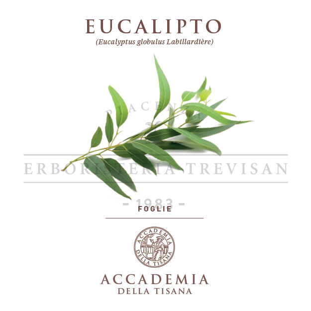 Eucalipto