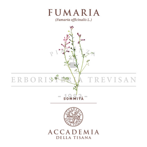 Fumaria