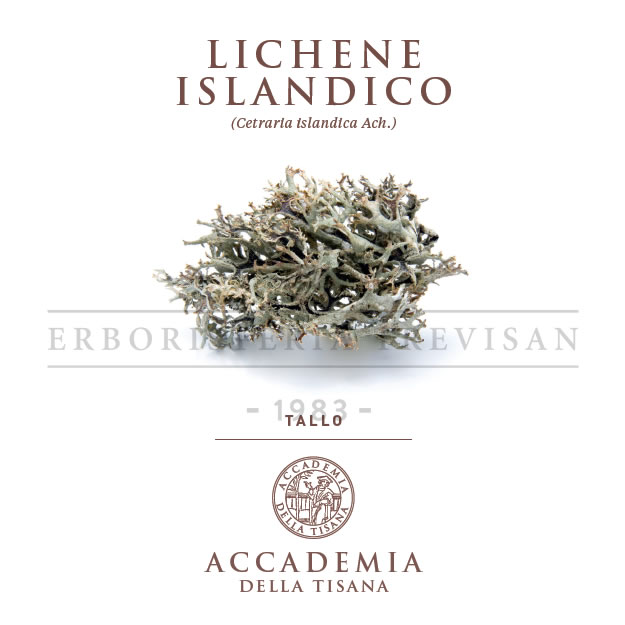 Lichene islandico
