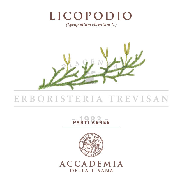 Licopodio