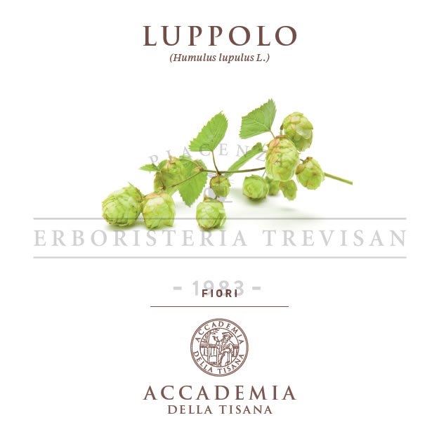 Luppolo