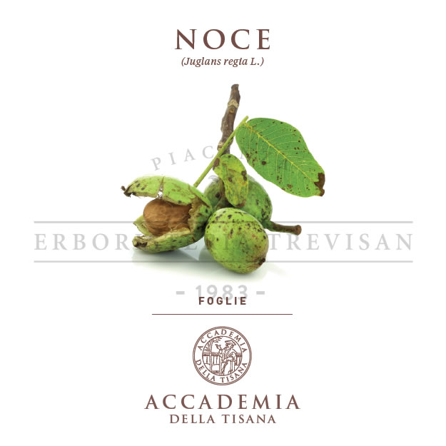 Noce moscata