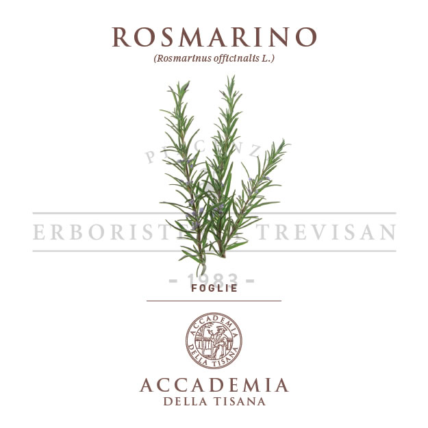 Rosmarino
