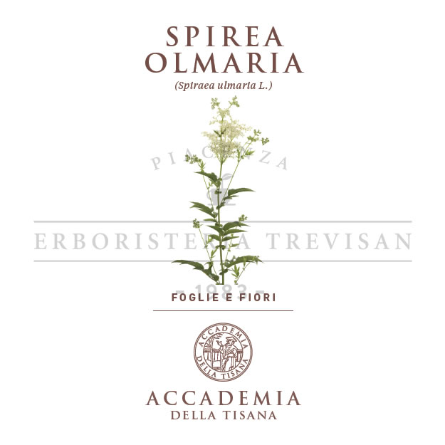 Spirea Olmaria