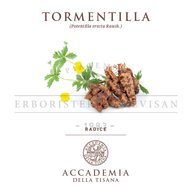 Tormentilla