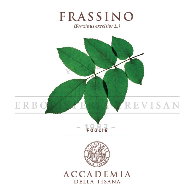 Frassino