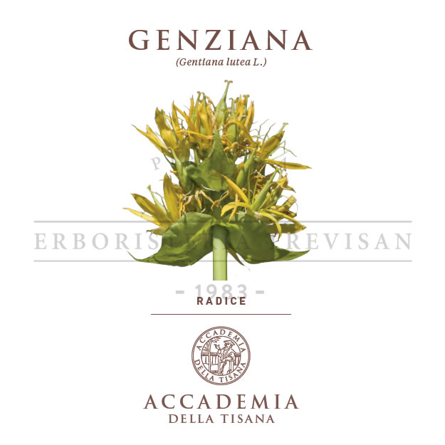 Genziana radice