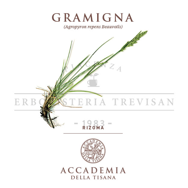 Gramigna