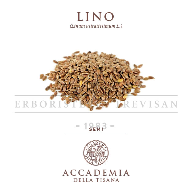 Lino semi