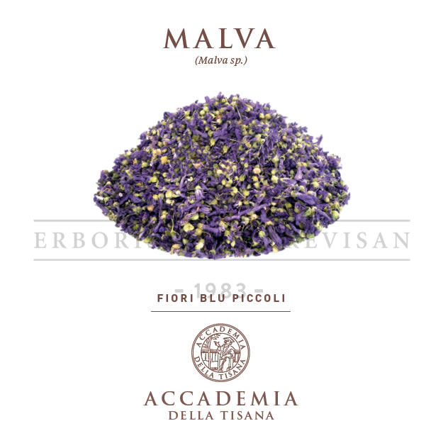 Malva fiori blu