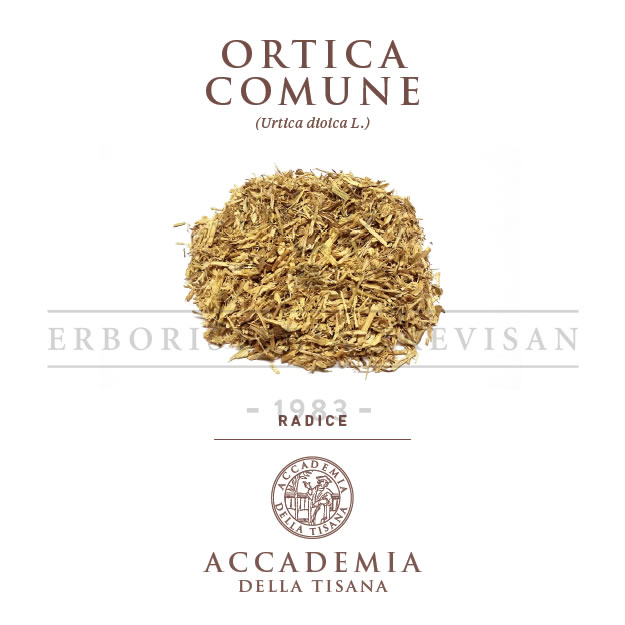 Ortica radice