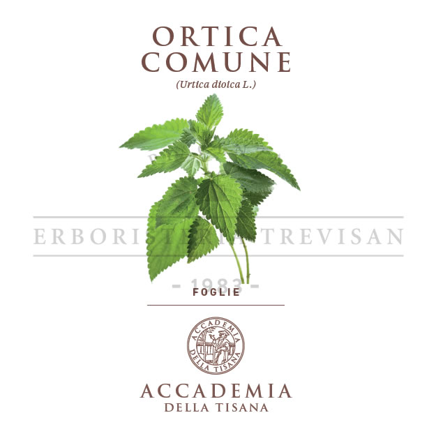 Ortica foglie