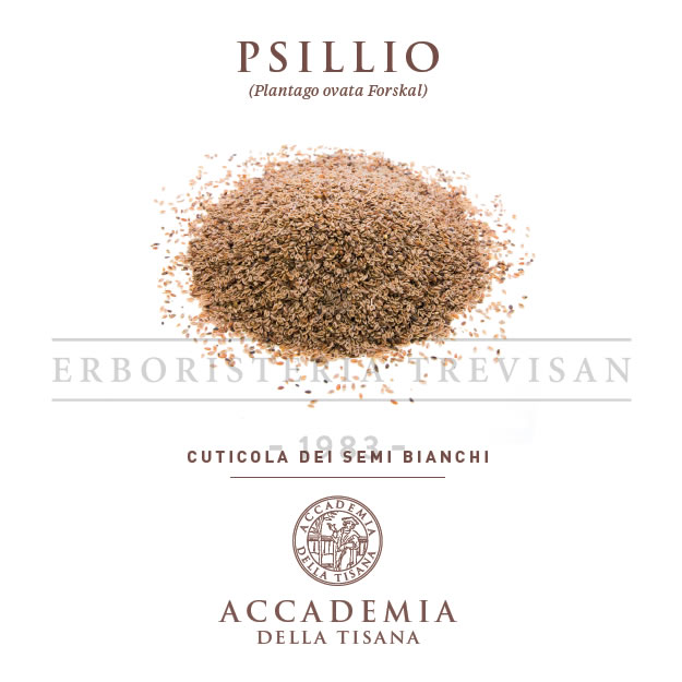 Psillio cuticola scaglie