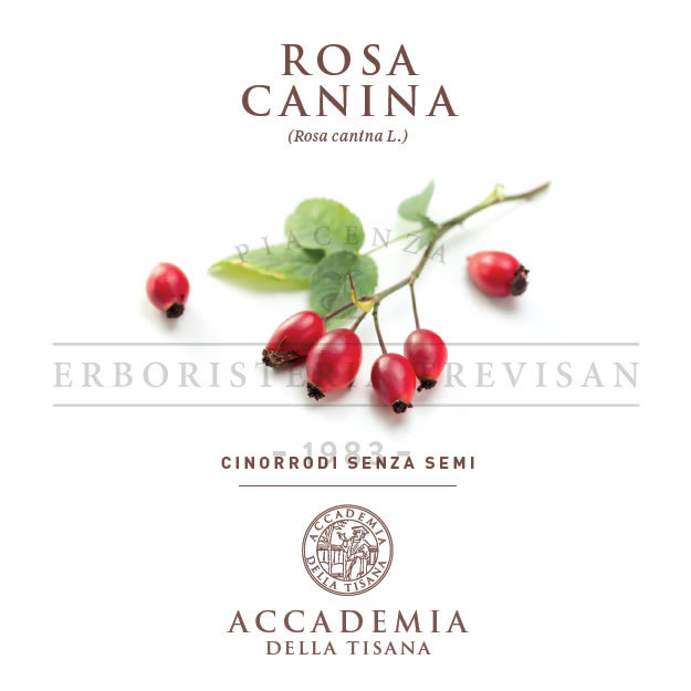 Rosa canina frutti ss