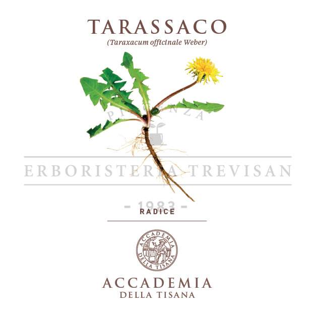Tarassaco radice