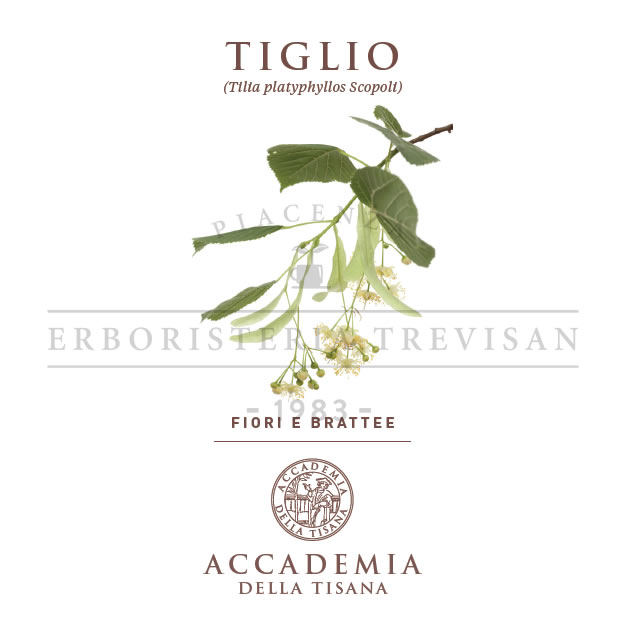 Tiglio fiori e brattee