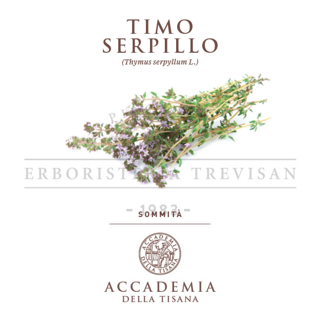 Timo serpillo