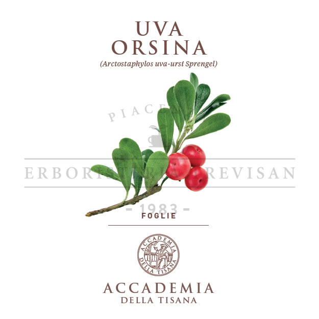 Uva orsina