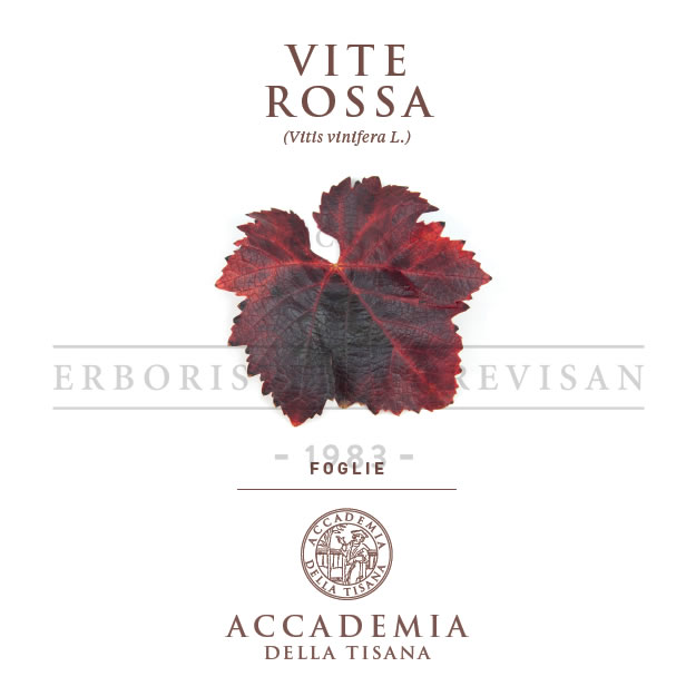 Vite rossa
